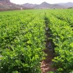 Plagas y enfermedades 08 https://perkinsltda.com/ Para evitar la contaminación y propagación de las plagas y enfermedades, se deben desechar las hojas y frutos afectados incluyendo los que han caído al suelo. Mantenga el rededor de las plantas infectadas, despejado. Materiales vegetales infectados deben ser completamente descartados para evitar la propagación de las esporas que son las que propagan las plagas y enfermedades. Algunas plagas y enfermedades, se transmiten con el viento y la lluvia, a través de esporas que vienen de otras plantas. Algunas plagas y enfermedades, son prácticamente indetectables hasta que llegan a las flores cuando ya el hongo se vuelve agresivo. Las plagas y enfermedades se pueden prevenir a través de fungicidas y el no uso de aguas estancadas para el rociado y fumigado. Existen cientos de plagas y enfermedades, que pueden afectar sus cultivos. Entre las plagas y enfermedades de las plantas, las mas conocidas son: Los trips, la araña roja, plum curculo, gusano de la manzana, polillas orientales, àfidos, barrenadores, la roya, hongos, etc. Para proteger sus plantas de plagas y enfermedades, es necesario preparar el terreno antes de iniciar la siembra, hacer desinfección del suelo y rotación del cultivo, además de fumigar periódicamente sus cultivos. La rotación de cultivos ayuda a reducir la amenaza de las plagas y enfermedades. Asegúrese de que añade un montón de materia orgánica y fertilizantes para sus cultivos para mantener los niveles de salud y de nutrientes del suelo. La roya, también conocida como Hemileia vastatrix, es una de las plagas y enfermedades, mas devastadoras y es altamente contagiosa. El tizón bacteriano, también conocido como Pseudomanas syringae garcae, es una de las plagas y enfermedades del cafe, que es bacteriana y que florece bajo condiciones frías y húmedas. Plagas y enfermedades, como los minadores de hojas no son técnicamente una enfermedad, todavía son plagas que pueden devastar los cultivos. Debido a que estos insectos están protegidos por una cáscara dura dentro de la propia planta, pueden ser muy difíciles de erradicar con pesticidas. Las plagas y enfermedades, contribuyen a los suministros de productos de baja calidad y aportan bajas divisas. Aunque es un poco difícil erradicar las plagas y enfermedades, con fungicidas de tipo ecológico los efectos nocivos en el suelo serán menos que cuando se fumiga con fungicidas de otro tipo. Existen medidas de control para mantener las plagas y enfermedades, lejos de sus cultivos y asegurar que las plantas crezcan fuertes y saludables. Las tres principales plagas y enfermedades, que amenazan con destruir sus cultivos, son animales, insectos y enfermedades como hongos y bacterias. Asegúrese de examinar sus plantas en intervalos regulares de riesgo de infestación. Si desea mas información. ingrese aquí: Usted puede proteger sus cultivos, rociando insecticidas ecológicos, para que ataquen las plagas y enfermedades de sus plantas. Asegùrese de utilizar la cantidad adecuada para no intoxicar el cultivo y garantizar su seguridad para el consumo humano. Las plagas, destruyen sus cultivos y estropean su cosecha acarreándole pèrdidas y bajos rendimientos económicos. Proteja sus cultivos de las plagas y enfermedades, nuestra empresa, dedicada a la comercialización de productos biológicos para la preparación, fertilización y fumigación de sus cultivos para exterminar las plagas y enfermedades. Los comentarios están cerrados.